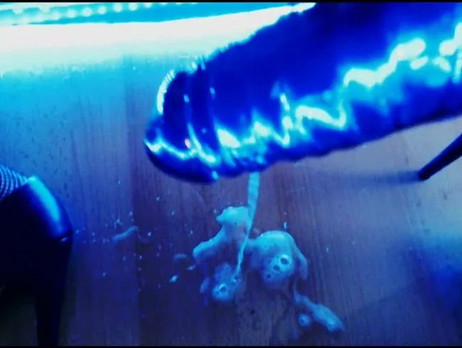 Deepthroat in Strapse_ Userwunsch