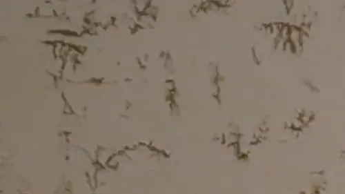 Schönen Dicken Sch***z Abgeblasen & Doggy Gefckt ;)